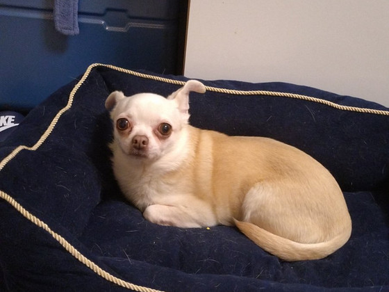 Chihuaua