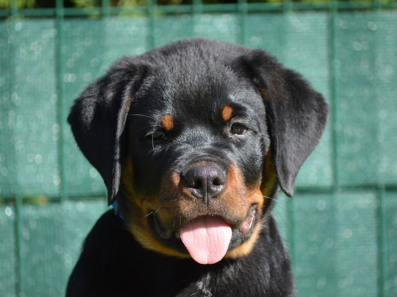 Rottweiler Rotveilers