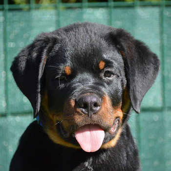 Rottweiler Rotveilers