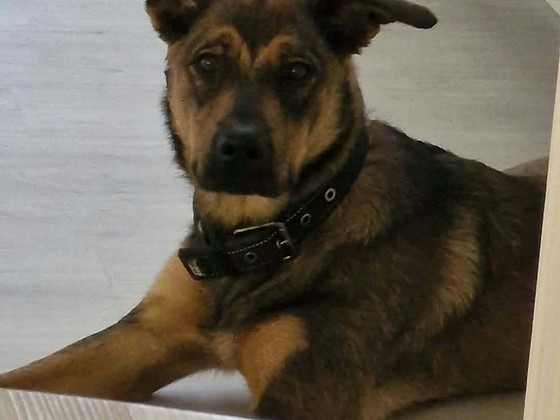 Malinois rottweiler sekoitus uros pentu