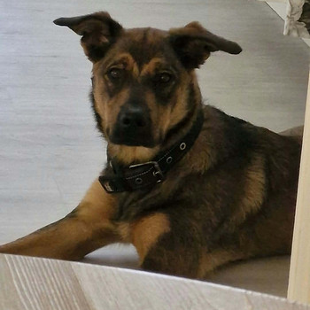 Malinois rottweiler sekoitus uros pentu