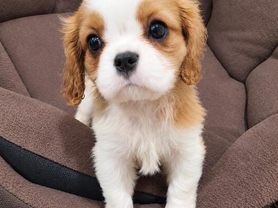 Cavalier King Charles spanjeli kutsikad. 08.10.2026