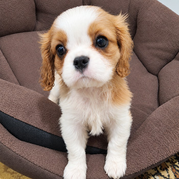 Cavalier King Charles spanjeli kutsikad. 08.10.2026