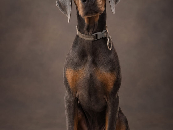 Doberman
