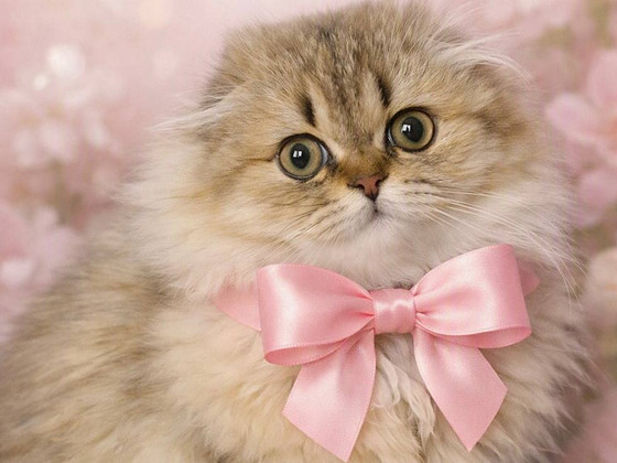 Шотландская вислоухая девочка Амели | Scottish Fold | Род