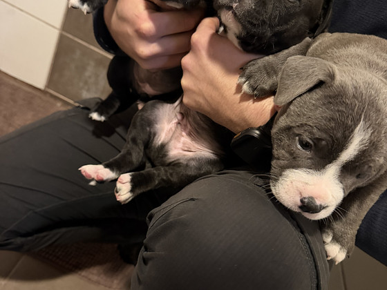Staffi bully