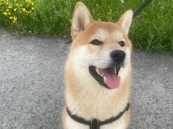 Shiba Inu isane kutsikas