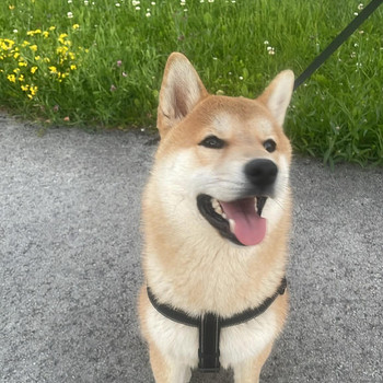 Shiba Inu isane kutsikas