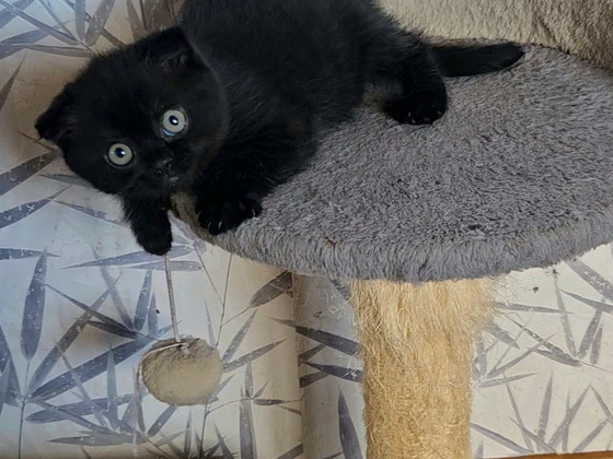 Скоттиш-фолд