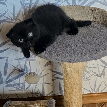 Скоттиш-фолд