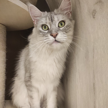 Maine Coon