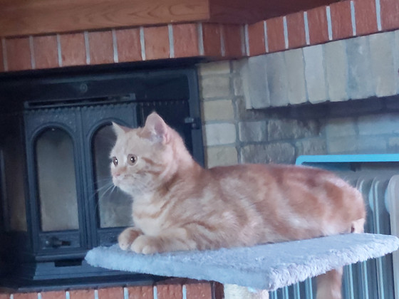 Котята скоттиш-фолд и скоттиш-страйт