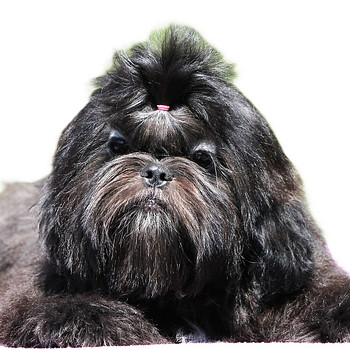 Shih Tzu