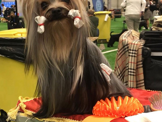 Yorkshirenterrier