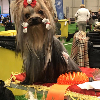 Yorkshirenterrier