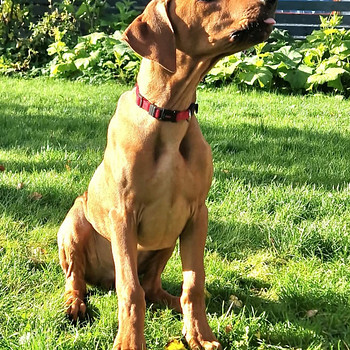 Rhodesian Ridgeback