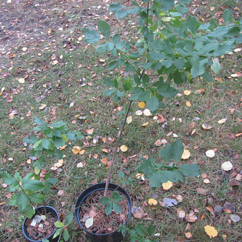Kikkapuu 60 ja 120 cm istik