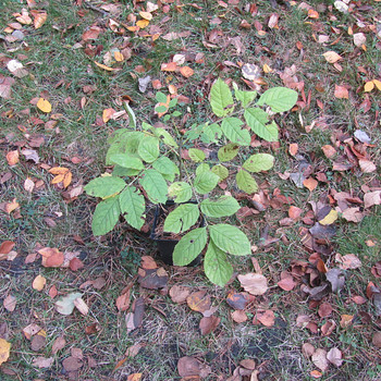 Kreeka pähklipuu 35 cm