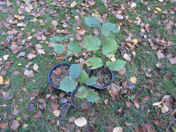 Лесной орех 25 cm