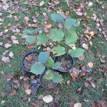 Sarapuu 25 cm