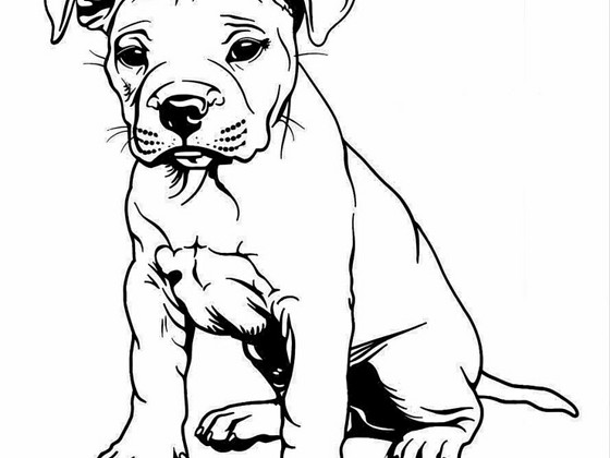 Pitbuli kutsikad