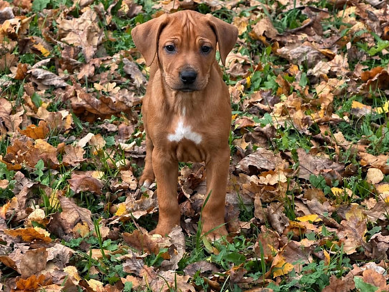 UUT KODU OTSIVAD ARMSAD RHODESIAN RIDGEBACK KUTSIKAD