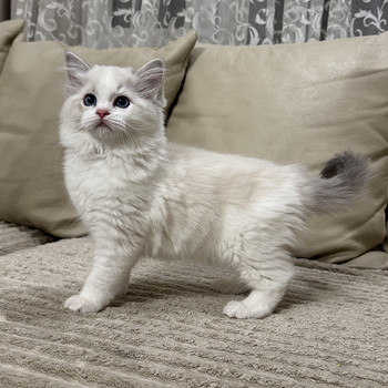 Ragdoll