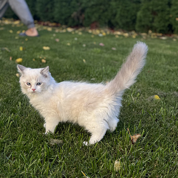 Ragdoll