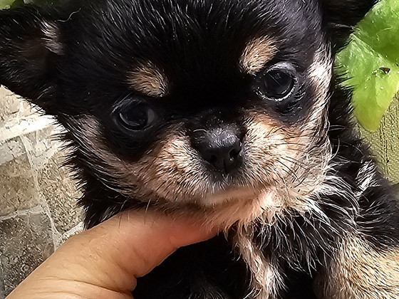Chihuahua