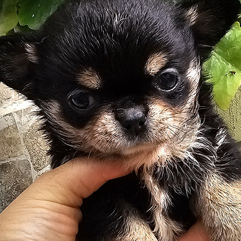 Chihuahua