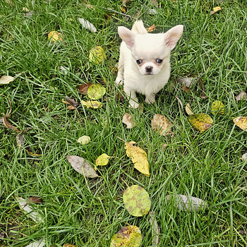 Chihuahua