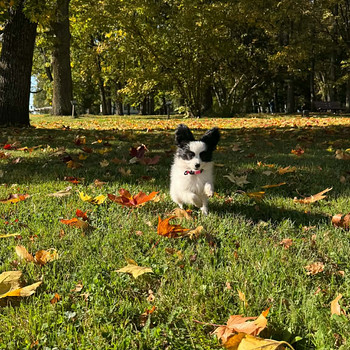 Papillonikutsikad