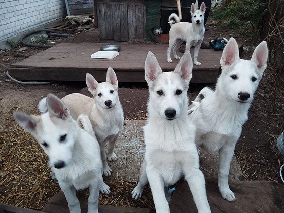 Lääne-Siberi laika kutsikad