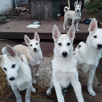 Lääne-Siberi laika kutsikad