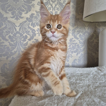 Mainecoon female d22