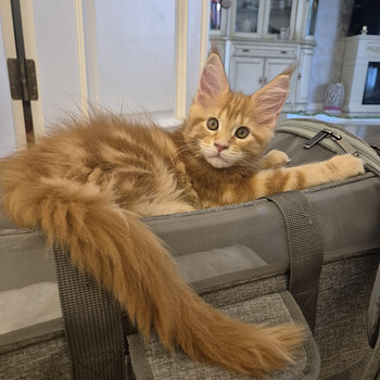 Mainecoon female d22