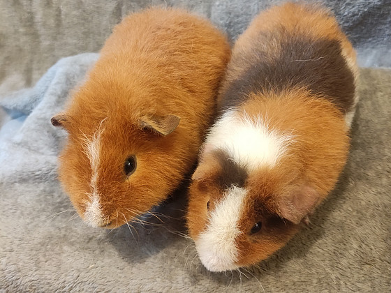 Marsuja