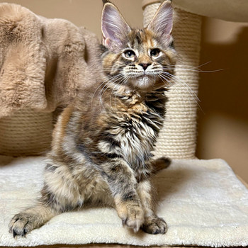 Mainecoon female f22
