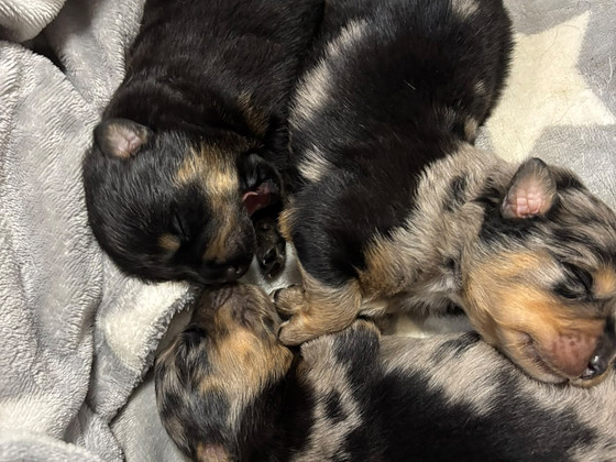 Rottweilermixit