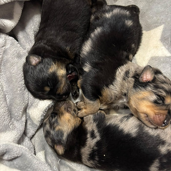 Rottweilermixit