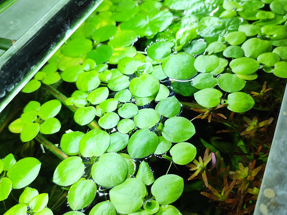 Lymnobium laevigatum
