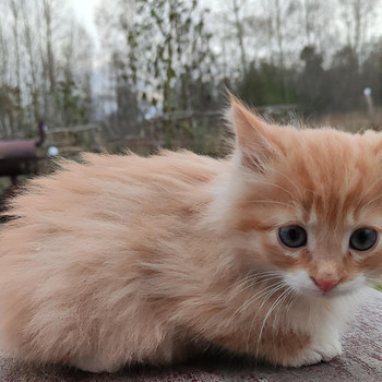 Котята
