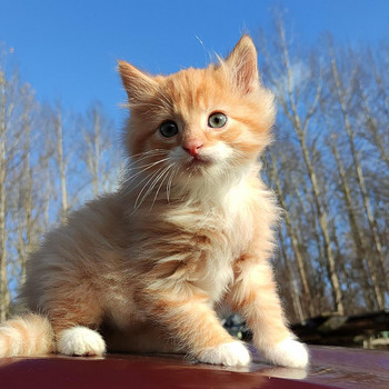 Котята