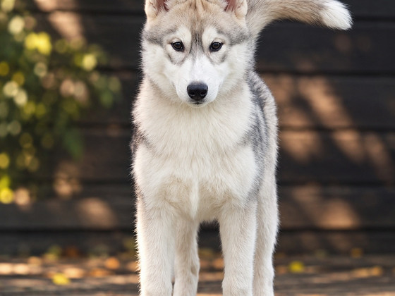 Siberi husky tüdruk EKL/FCI tõutunnistusega