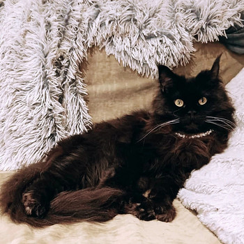 Mainecoon naaraskissa