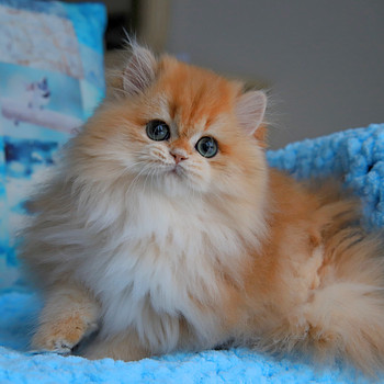 Британский котёнок
