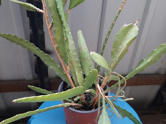 Annan ära toataime Epiphyllum
