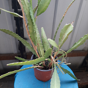 Annan ära toataime Epiphyllum