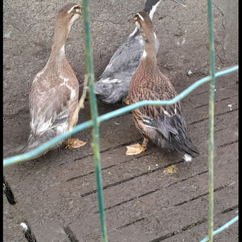 Саксонский бегунок