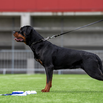 Rottweileri kutsikad